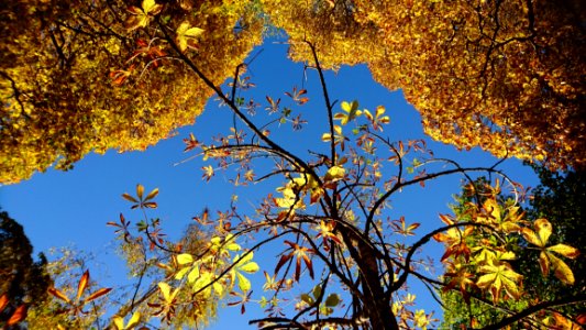 Nature Tree Leaf Branch
