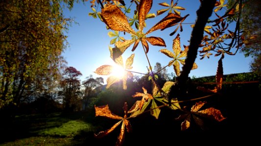 Nature Leaf Tree Branch