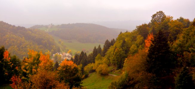 Nature Leaf Temperate Broadleaf And Mixed Forest Ecosystem photo