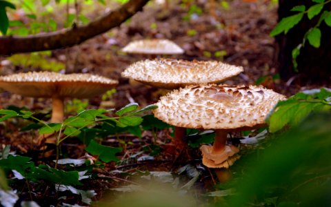 Fungus Mushroom Edible Mushroom Agaricaceae photo