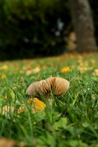 Grass Vegetation Mushroom Leaf