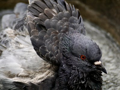 Beak Fauna Bird Feather photo