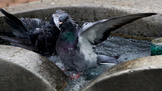 Pigeons And Doves Bird Beak Feather photo