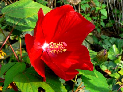 Flower Plant Hibiscus Flowering Plant