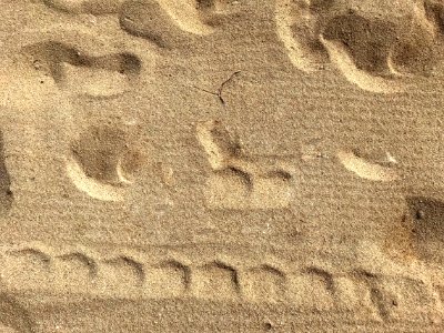 Sand Brown Soil Footprint photo