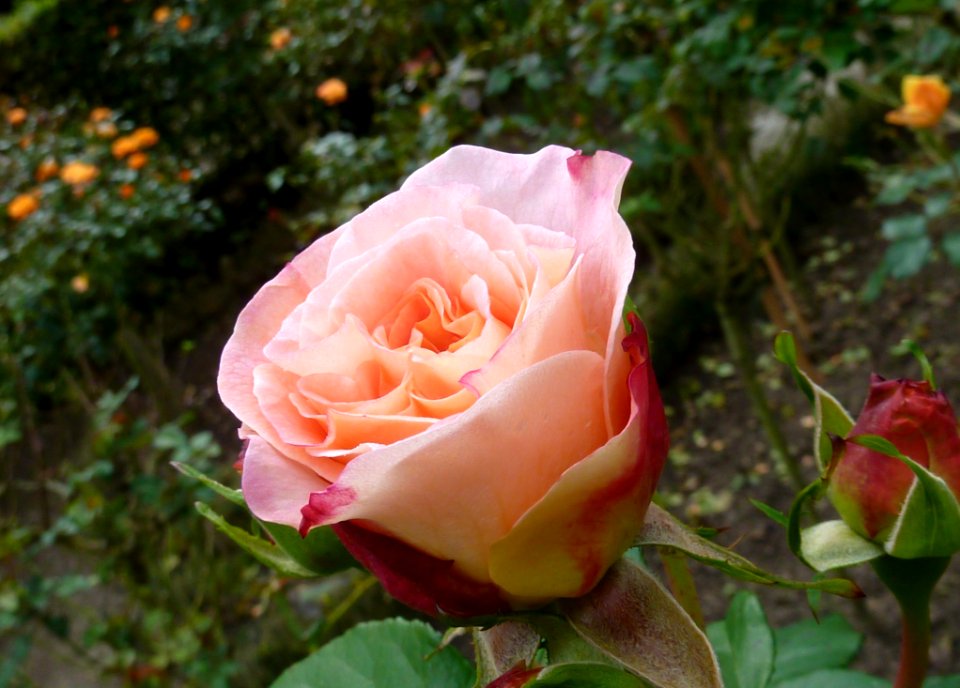 Rose Flower Rose Family Pink