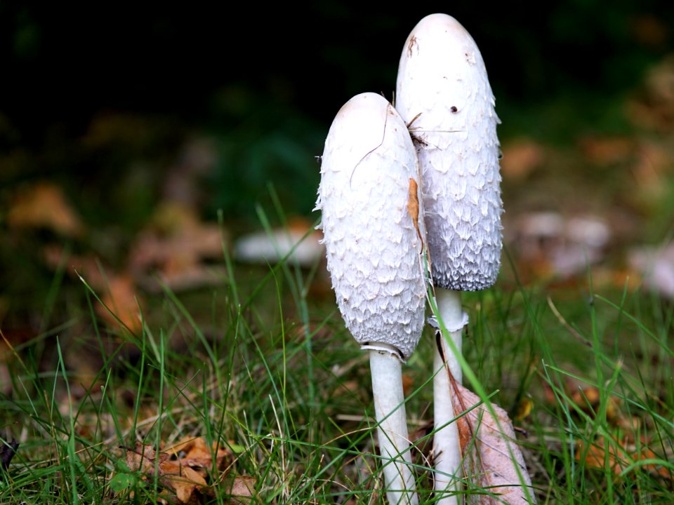 Fungus Grass Mushroom Flora