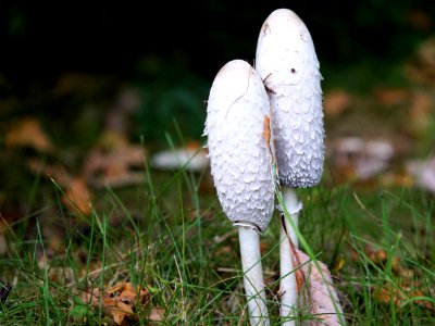 Fungus Grass Mushroom Flora