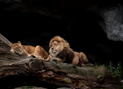 Wildlife Lion Mammal Fauna
