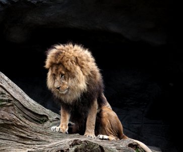 Lion Mammal Wildlife Fauna photo
