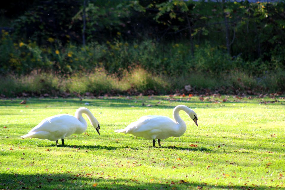 Bird Ecosystem Fauna Nature Reserve