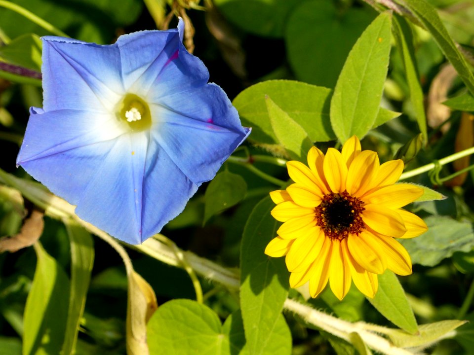 Flower Plant Flora Wildflower
