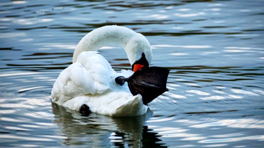 Bird Swan Water Bird Ducks Geese And Swans