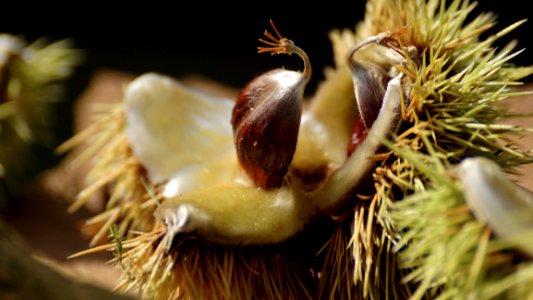 Close Up Chestnut Macro Photography