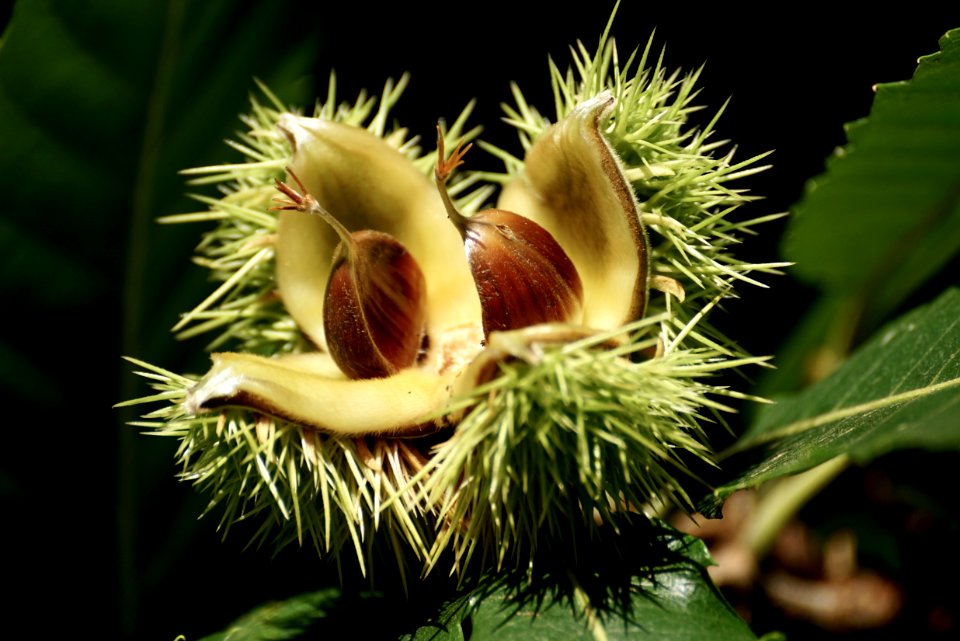 Chestnut Flora