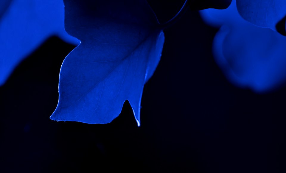 Blue Cobalt Blue Petal Close Up