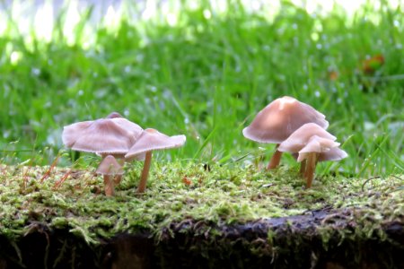 Mushroom Fungus Oyster Mushroom Edible Mushroom photo