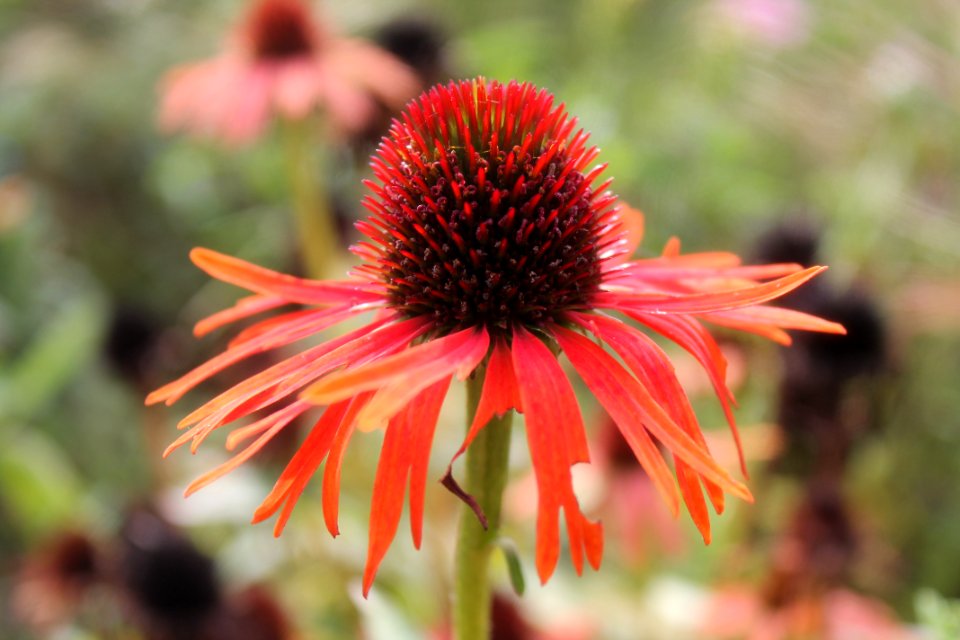 Flower Coneflower Flora Plant
