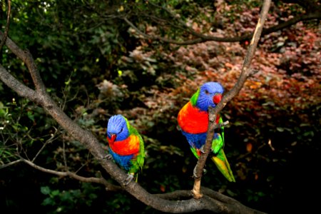 Bird Vertebrate Parrot Macaw photo