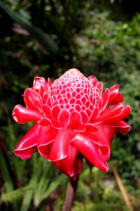 Flower Plant Flora Flowering Plant