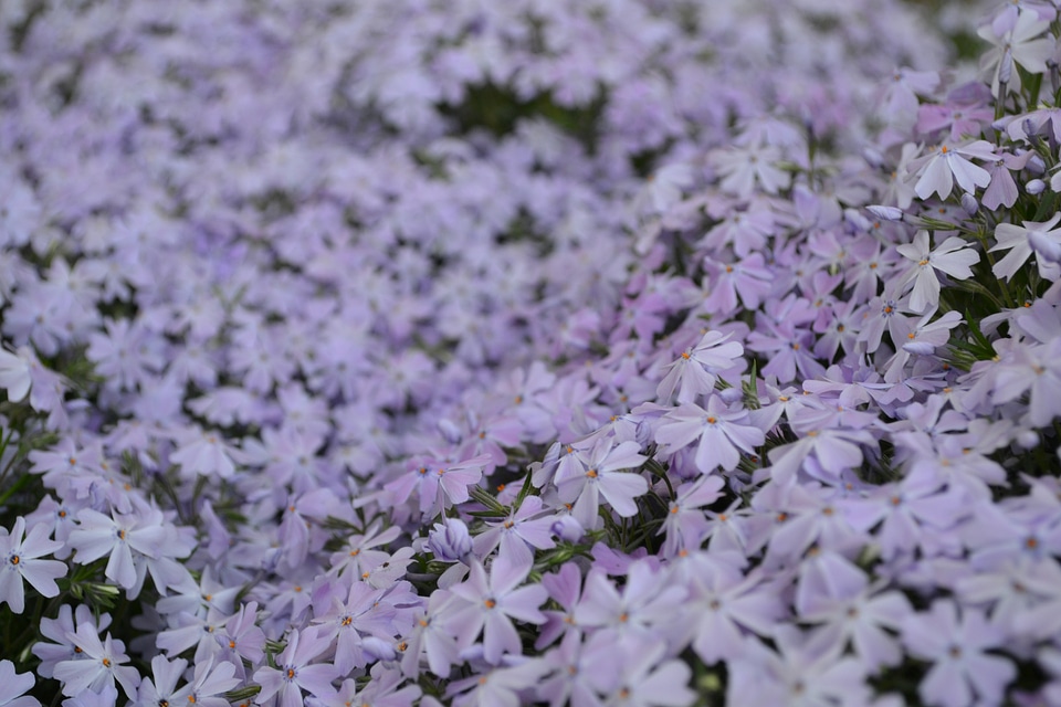 Flora flowers purple