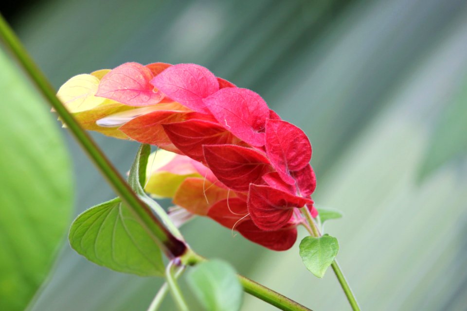 Flower Flora Plant Flowering Plant