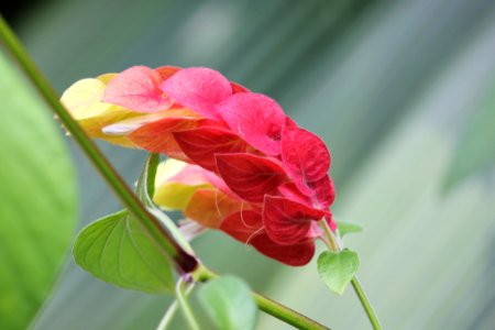 Flower Flora Plant Flowering Plant