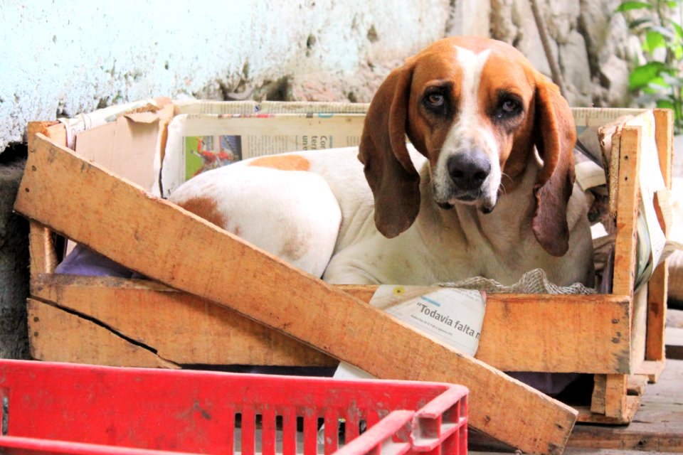Dog Dog Like Mammal Dog Breed American Foxhound