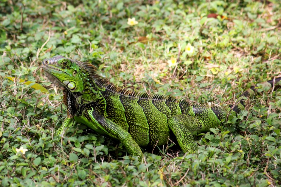 Reptile Iguana Lizard Lacertidae