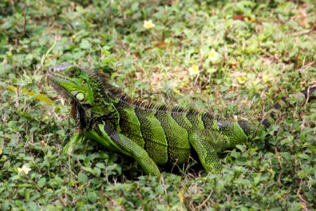 Reptile Iguana Lizard Lacertidae