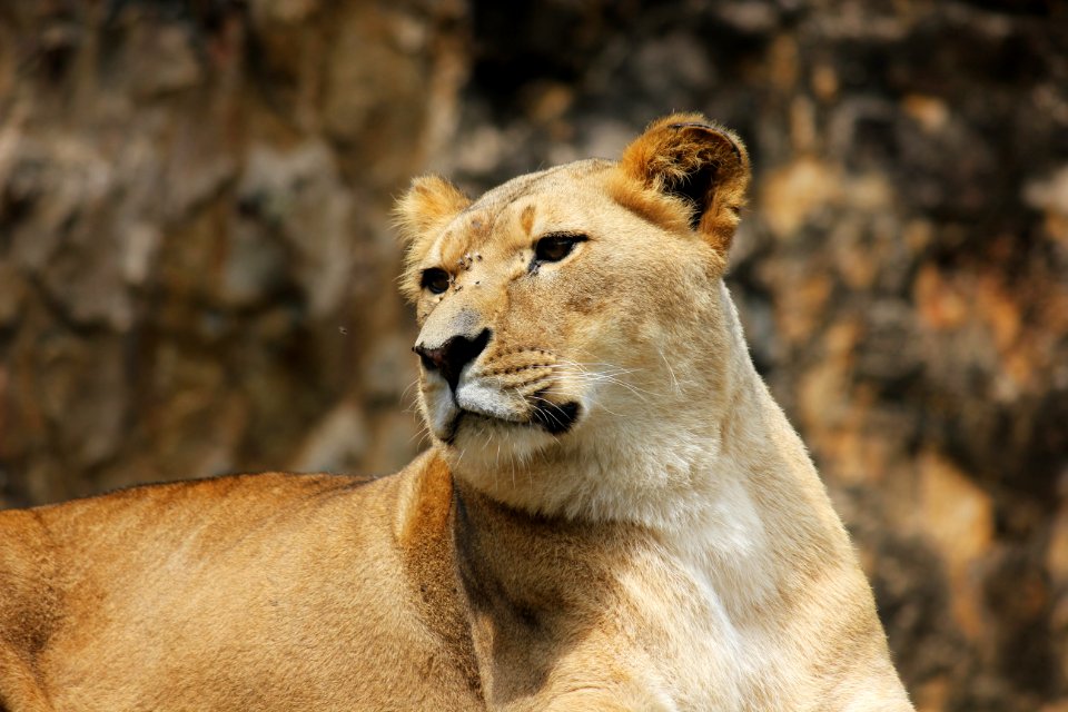 Wildlife Lion Terrestrial Animal Mammal