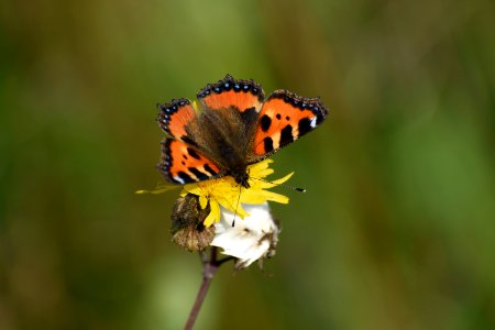 Butterfly Insect Moths And Butterflies Lycaenid photo