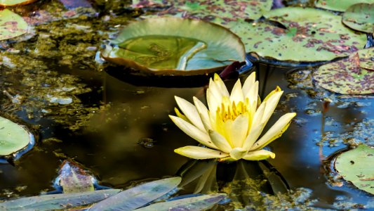 Water Flower Nature Flora