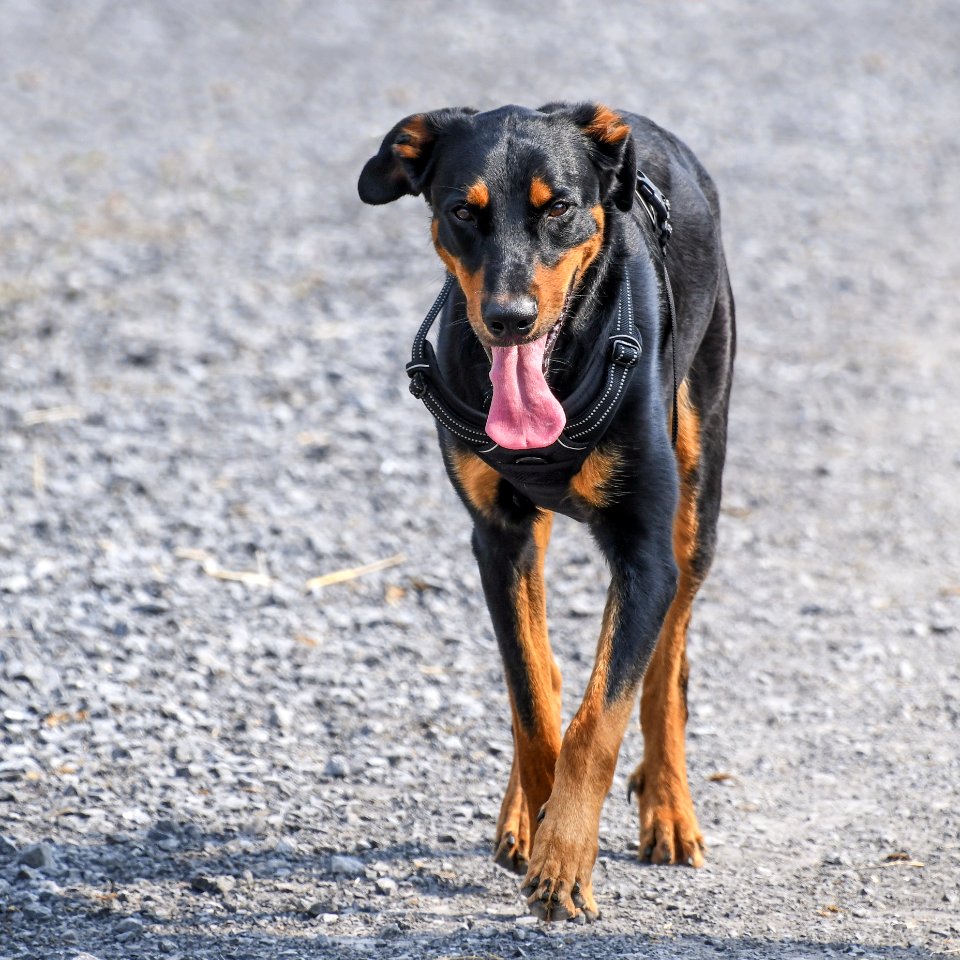Dog Dog Breed Dog Like Mammal Austrian Black And Tan Hound photo