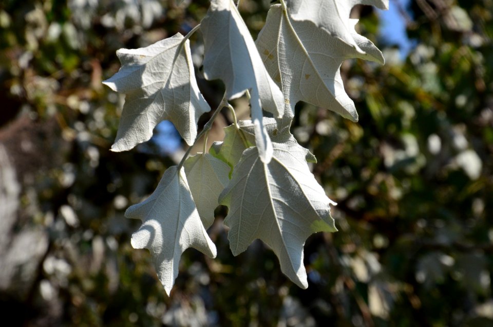 Leaf Plant Tree Branch