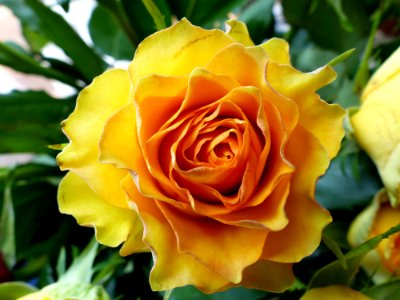 Flower Rose Yellow Rose Family