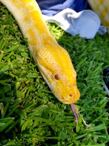Grass Fish Sweet Corn Vegetable