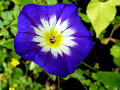 Flower Plant Flora Wildflower