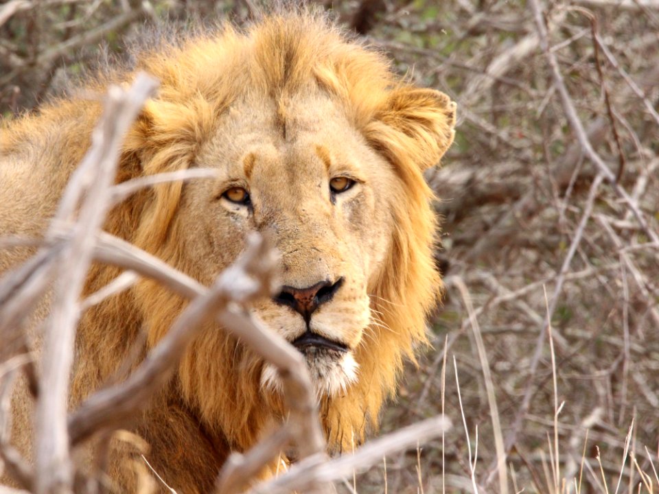 Wildlife Lion Terrestrial Animal Mammal