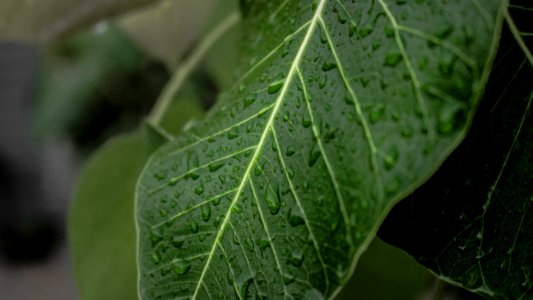 Leaf Plant Pathology Plant Spring Greens