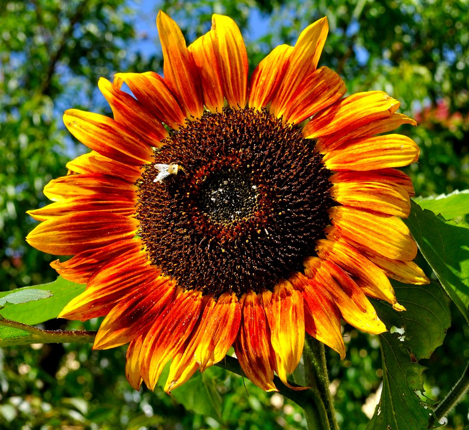 Flower Sunflower Sunflower Seed Flowering Plant photo