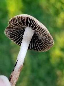 Flora Mushroom Close Up Agaricaceae photo
