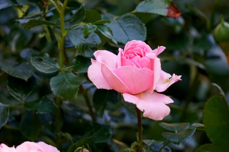 Rose Flower Rose Family Pink