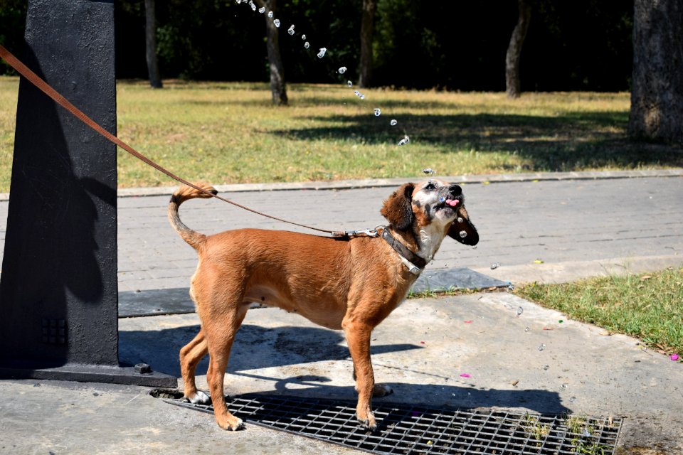 Dog Dog Breed Dog Like Mammal Snout