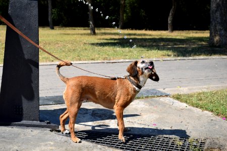 Dog Dog Breed Dog Like Mammal Snout