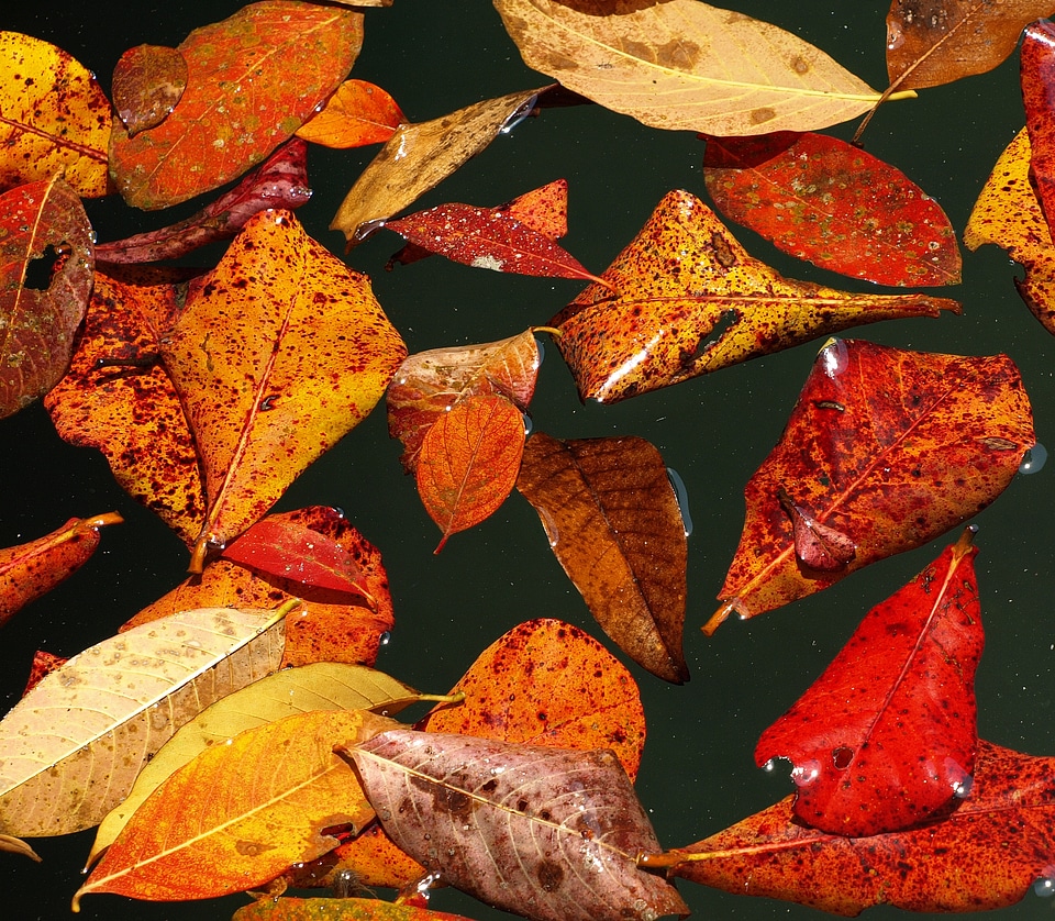 Fall color water pond