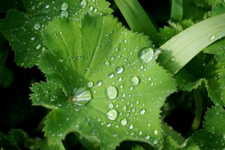 Water Leaf Green Dew photo