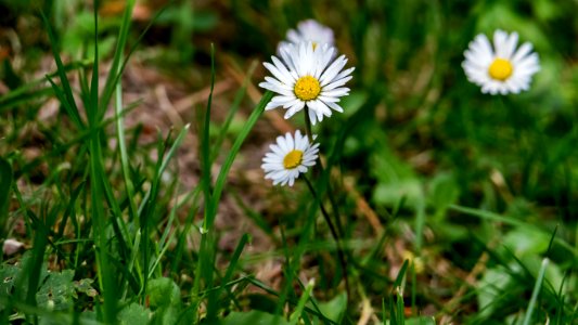 Flower Plant Flora Grass photo