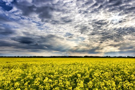 Sky Field Canola Rapeseed photo