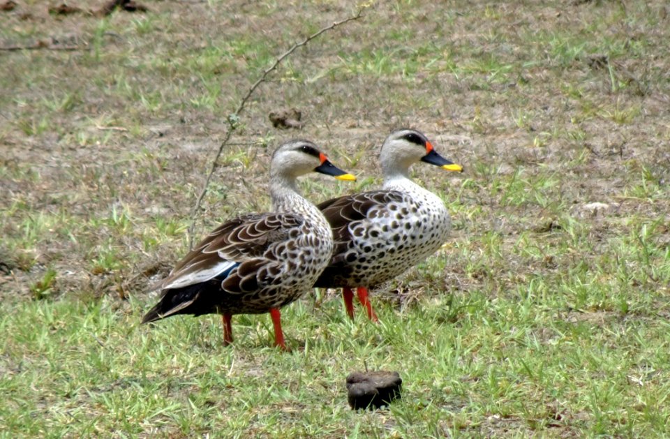 Bird Duck Water Bird Ecosystem